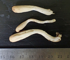 Trichoderma leucopus