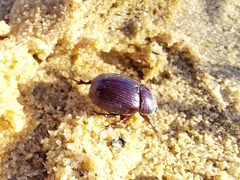 Aphonus