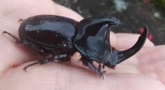 Megaceras morpheus