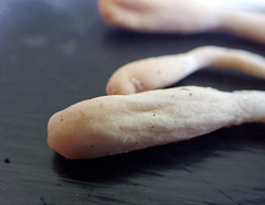 Trichoderma leucopus