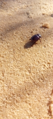 Aphonus
