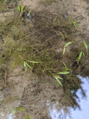 Potamogeton bicupulatus