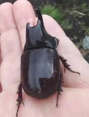 Megaceras morpheus
