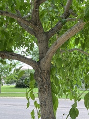 Euonymus atropurpureus