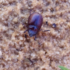 Aphonus