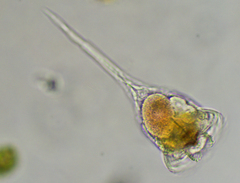 Microcodon