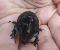 Megaceras morpheus