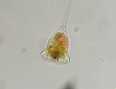Microcodon