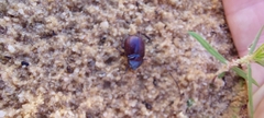 Aphonus