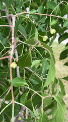 Euonymus atropurpureus