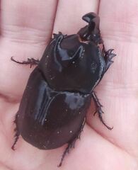 Megaceras morpheus