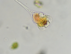Microcodon