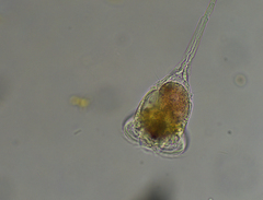 Microcodon