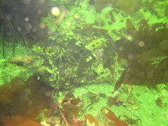 Pleuronichthys coenosus