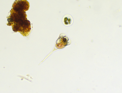 Microcodon