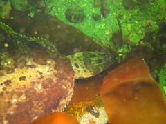 Pleuronichthys coenosus