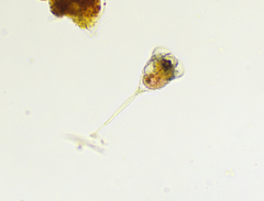Microcodon