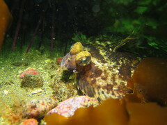 Pleuronichthys coenosus