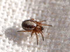 Hypsosinga albovittata