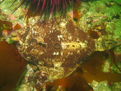 Pleuronichthys coenosus