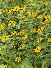 Rudbeckia triloba