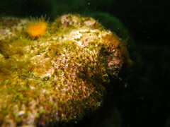 Dodecaceria concharum