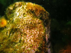 Dodecaceria concharum