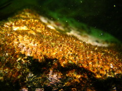 Dodecaceria concharum