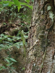 Diploderma polygonatum polygonatum