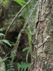 Diploderma polygonatum polygonatum