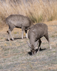 Hippocamelus antisensis