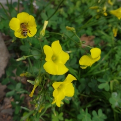 Oxalis