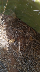 Pholcus phalangioides