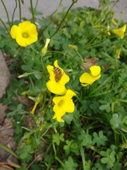 Oxalis