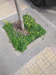 Oxalis