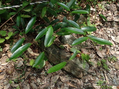 Anodendron affine