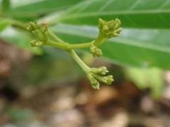 Anodendron affine