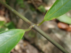 Anodendron affine