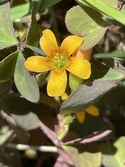 Oxalis corniculata
