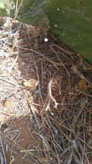 Pholcus phalangioides