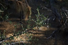 Ceanothus cuneatus cuneatus