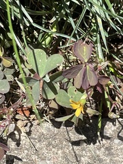 Oxalis corniculata