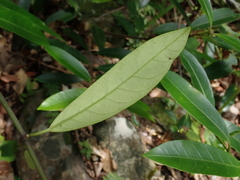 Anodendron affine