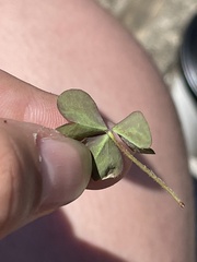 Oxalis corniculata