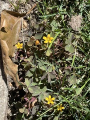 Oxalis corniculata