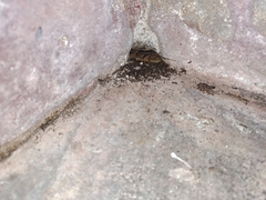 Gryllotalpa orientalis