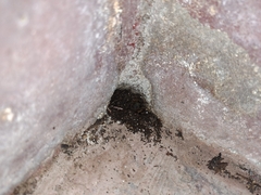 Gryllotalpa orientalis