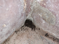 Gryllotalpa orientalis