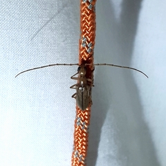 Vesperus