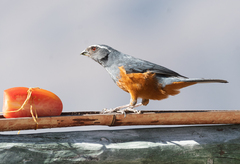 Pseudosaltator rufiventris